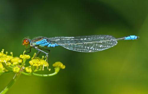 Erythromma viridulum